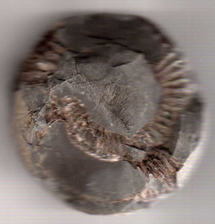 post-28-1229973255_thumb.jpg