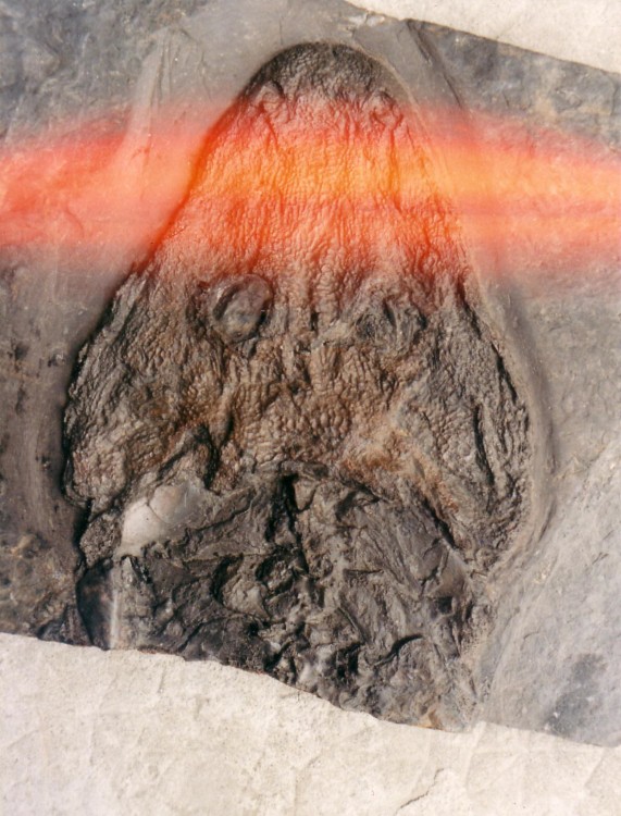 post-1992-1260116989_thumb.jpg