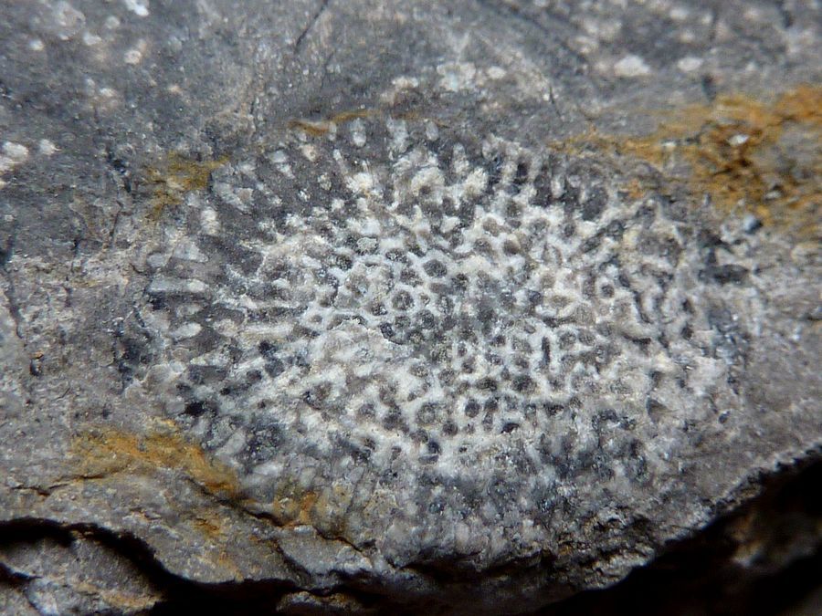 coraux Devonien 3.jpg