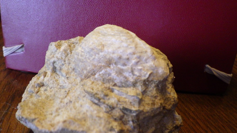 RIMG1560.JPG
