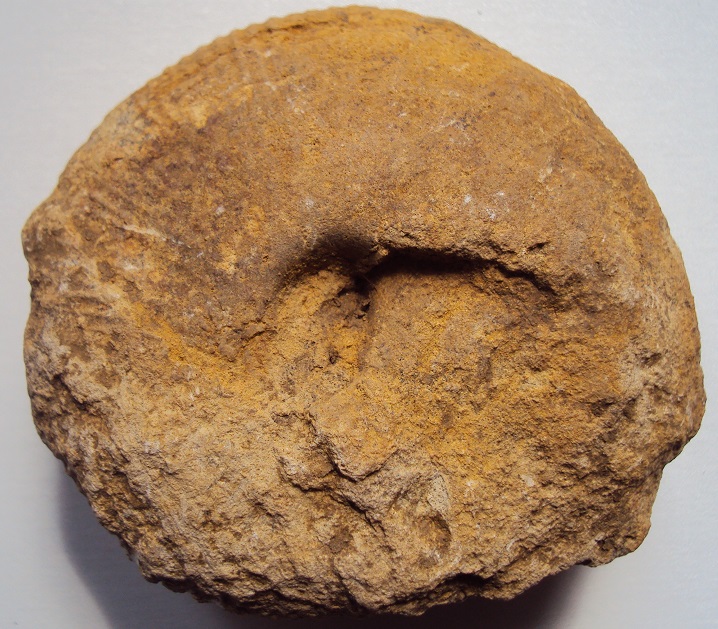 fossile1.JPG