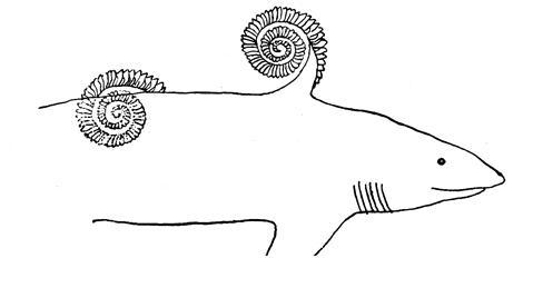 helicoprion-2.jpg