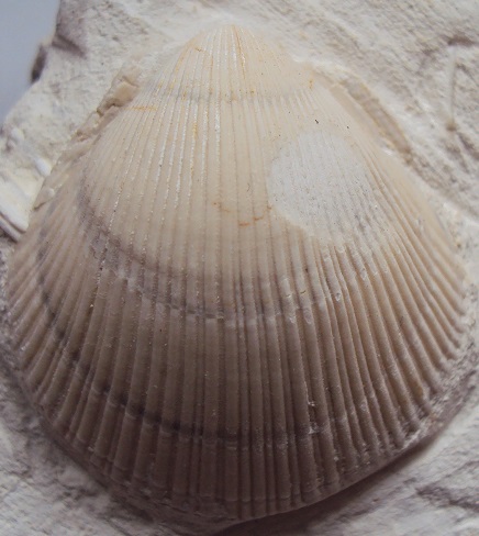 bivalve 3.JPG