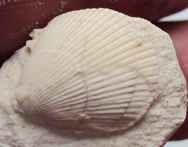 bivalve 6.JPG