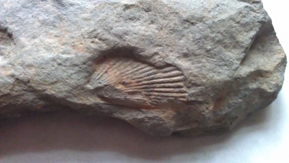 fossile coquillage (Magland).jpg
