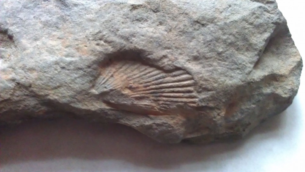 fossile coquillage (Magland).jpg