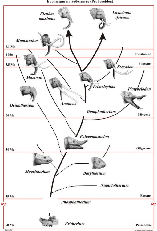 evolution_of_proboscidea.jpg