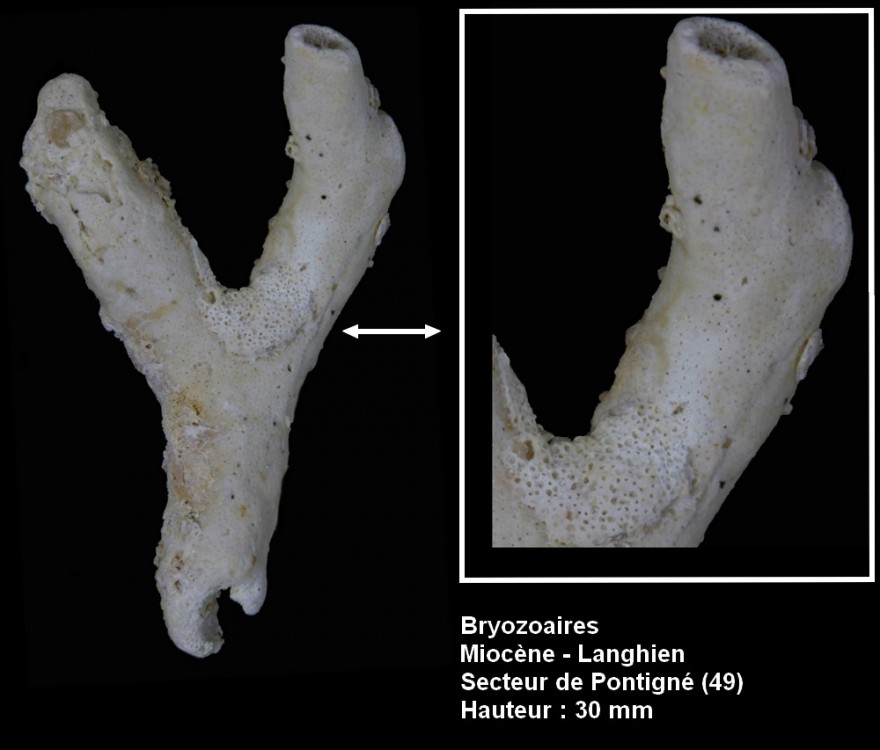 pl_bryozoaire_pontigne8.jpg