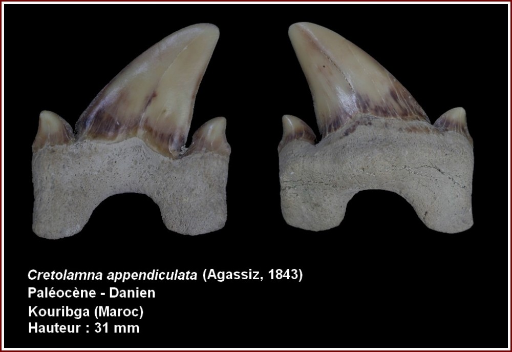 pl_cretolamna_appendiculata_maroc.jpg