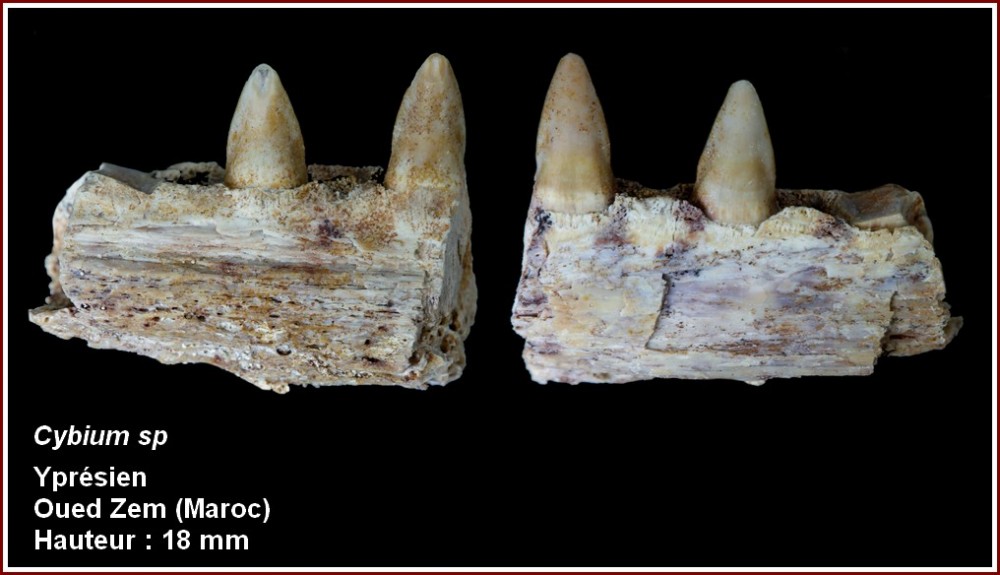 pl_cybium_maroc.jpg