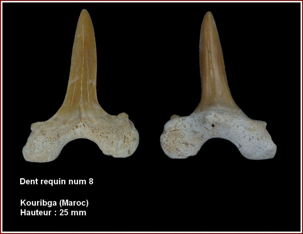 pl_drequin8_maroc.jpg