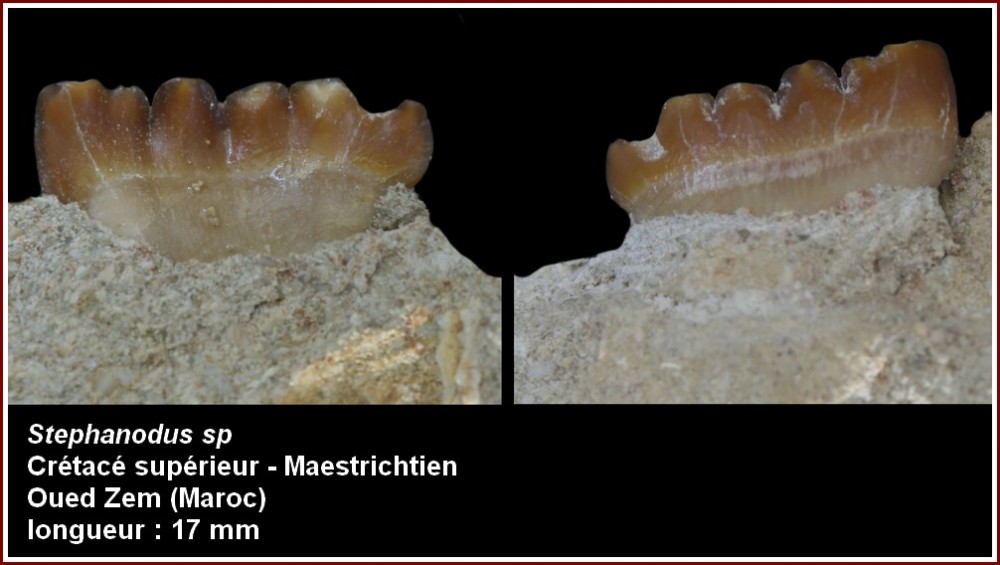 pl_eotrigonon_maestrichtien.jpg