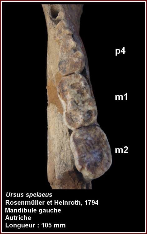 pl_mandibule_inf_gauche.jpg