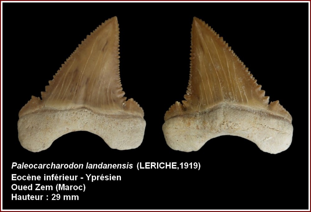 pl_paleocarcharodon_maroc.jpg