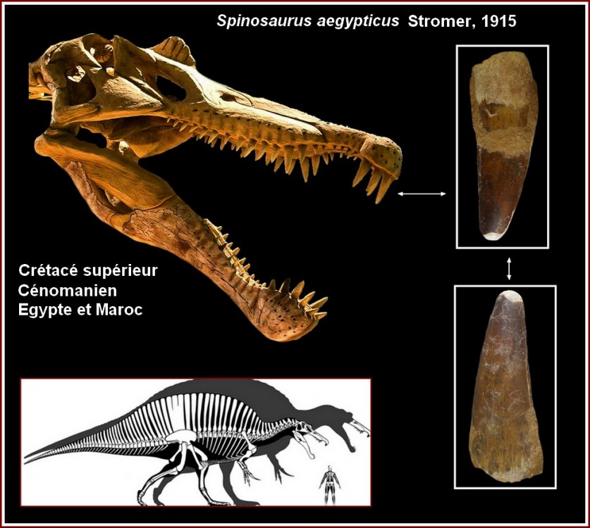 pl_spinosaure_maroc.jpg