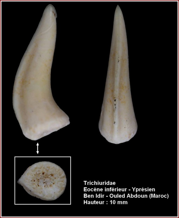 pl_trichiuridae_maroc1.jpg