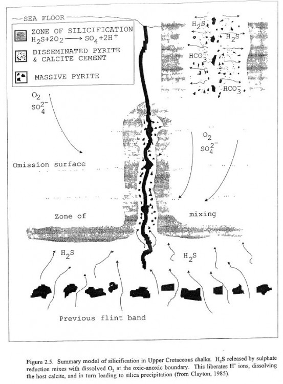 silicification.JPG