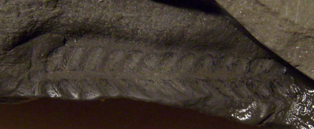 SI850743.JPG