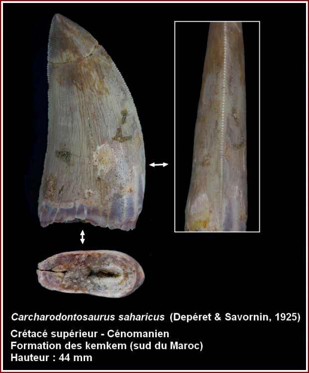 pl_carcharodontosaurus.jpg