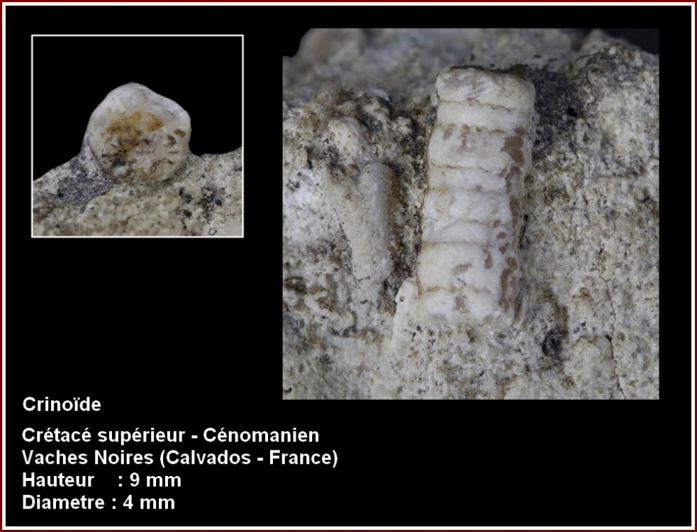 pl_crinoide_ceno_vsm.jpg