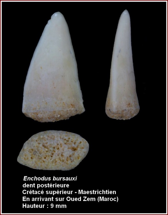 pl_enchodus_bursauxi_maroc.jpg