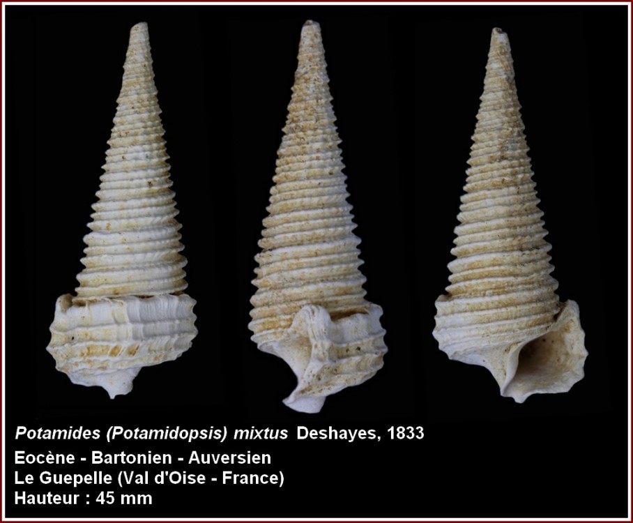 pl_potamides_sp_guepelle.jpg