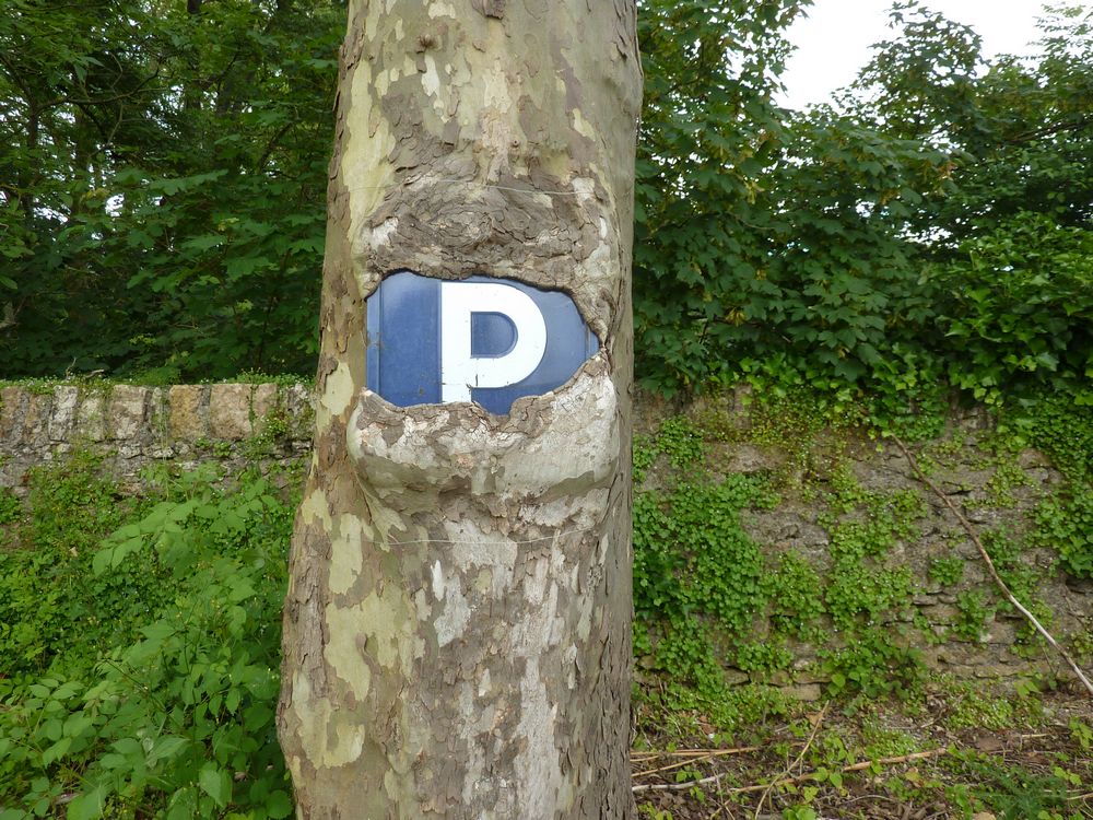 Platane du parking.JPG