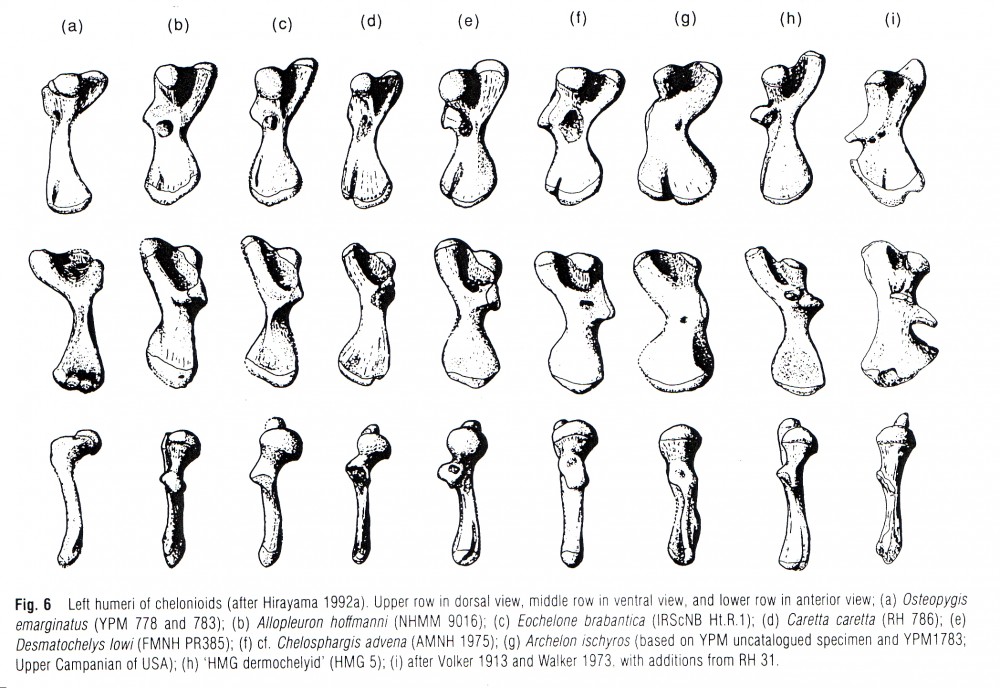 humerus (2).jpg