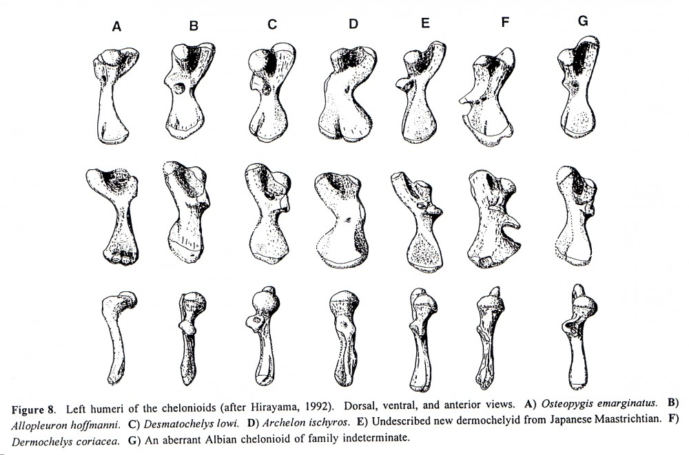 humerus2 (2).jpg