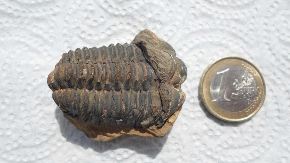 TRILOBITE 1.JPG