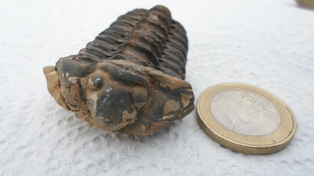 TRILOBITE 2.JPG