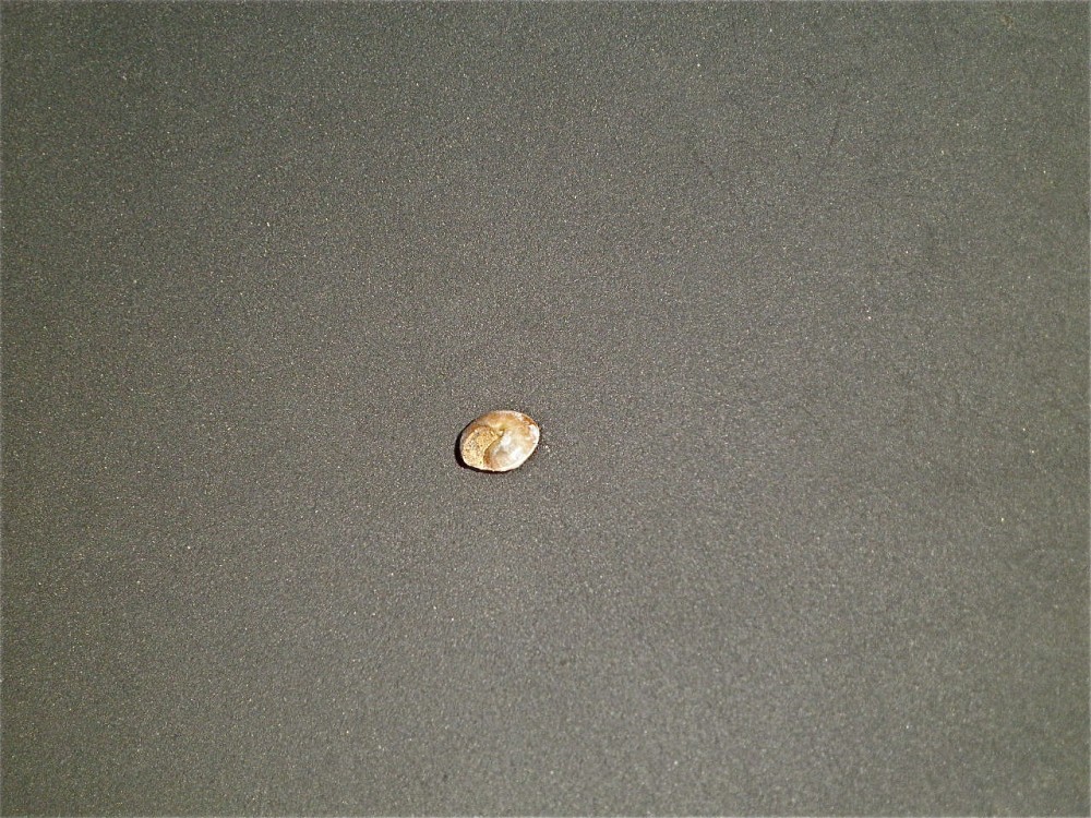 P7050011.JPG
