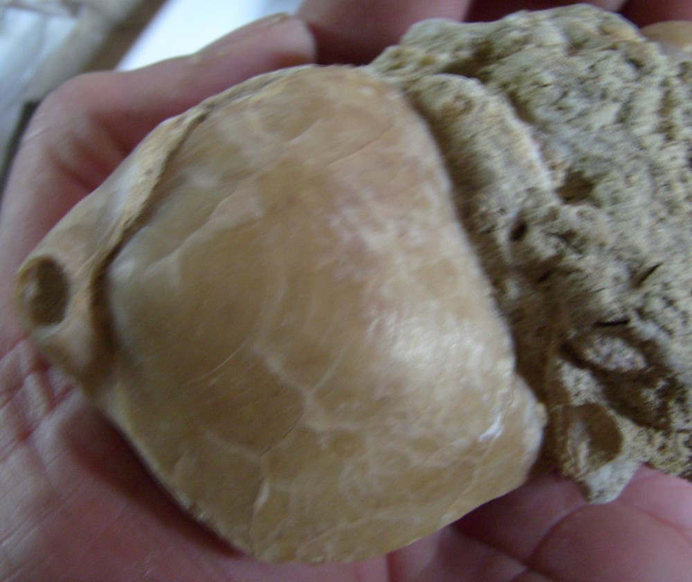 SI850790.JPG