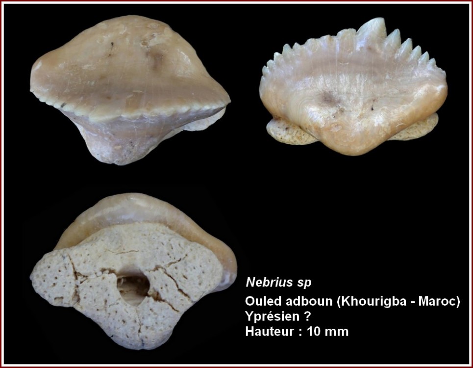 pl_ginglymostoma_khouribga.jpg