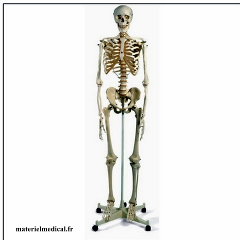 I-Autre-14078_563x563-squelette-humain-stan-support-roulettes.net.jpg