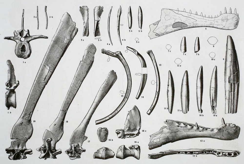 Holotype de Spinosaure aegyptiacus trouvé par Stomer en 1915.jpg