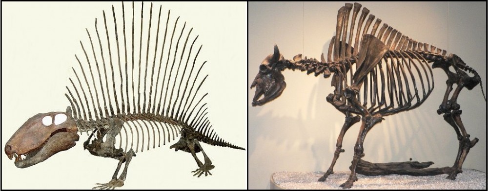 6pelycosaur-Dimetrodon-annarbor2363a.jpg