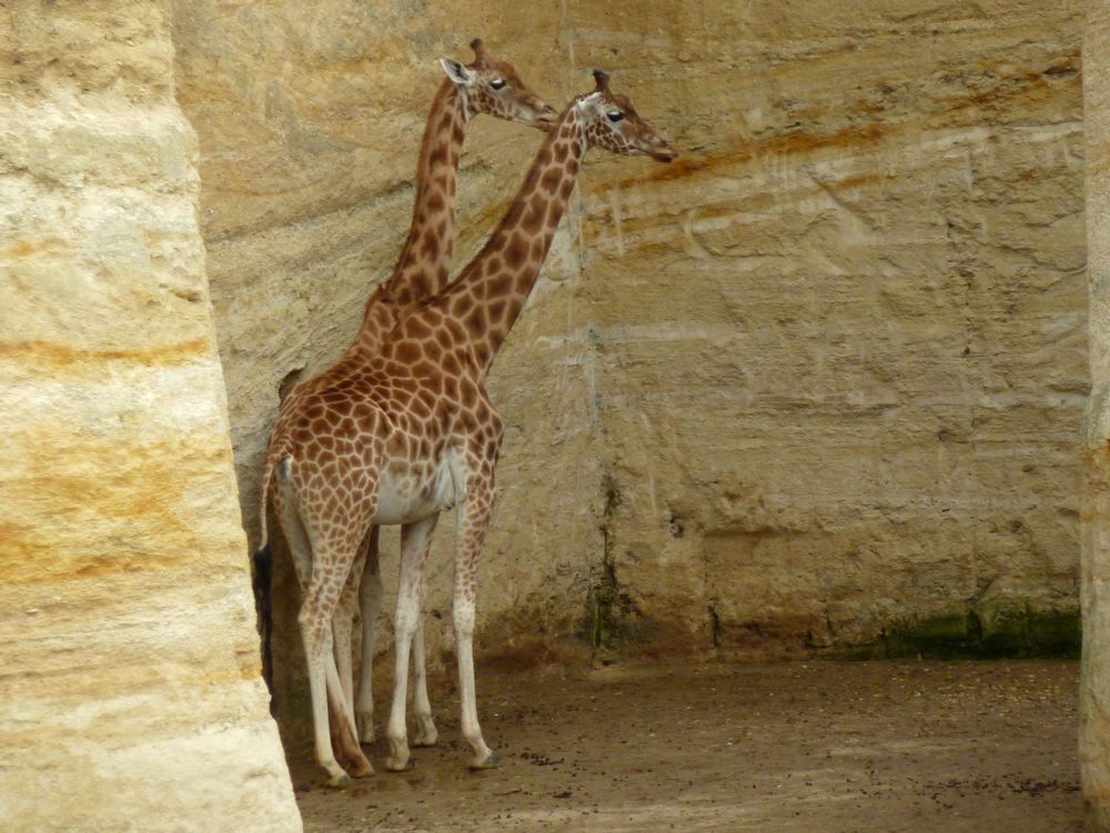 zoo Doué la Fontaine 4.JPG