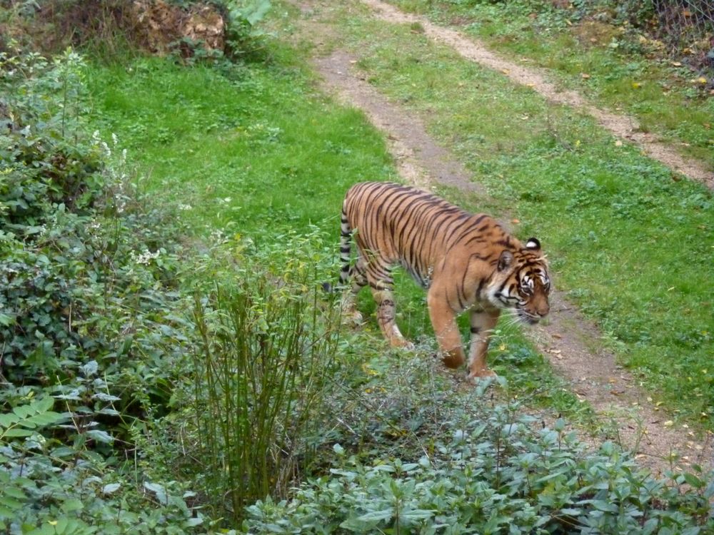 zoo Doué la Fontaine 9.JPG