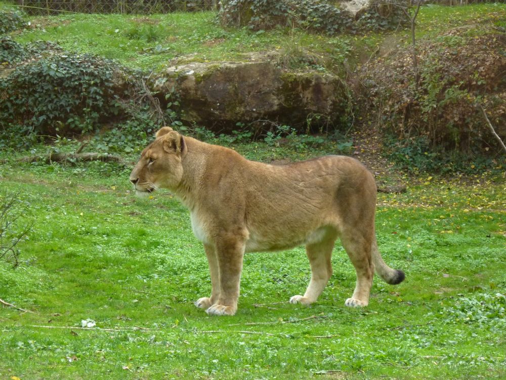 zoo Doué la Fontaine 10.JPG