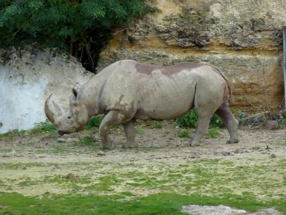 zoo Doué la Fontaine 12.JPG