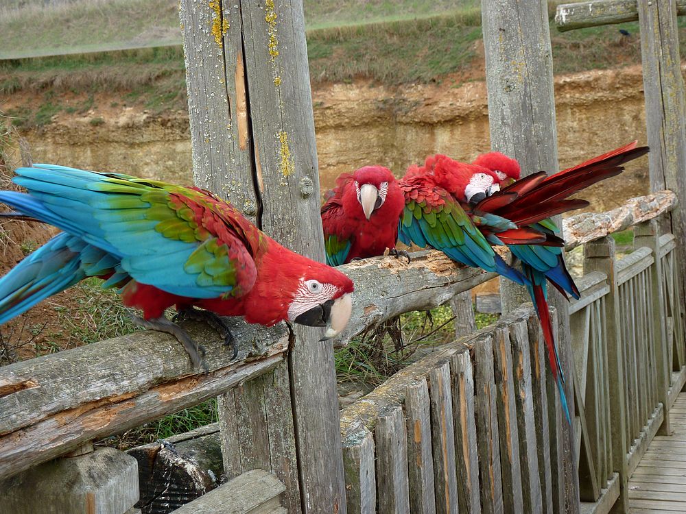 zoo Doué la Fontaine 16.JPG