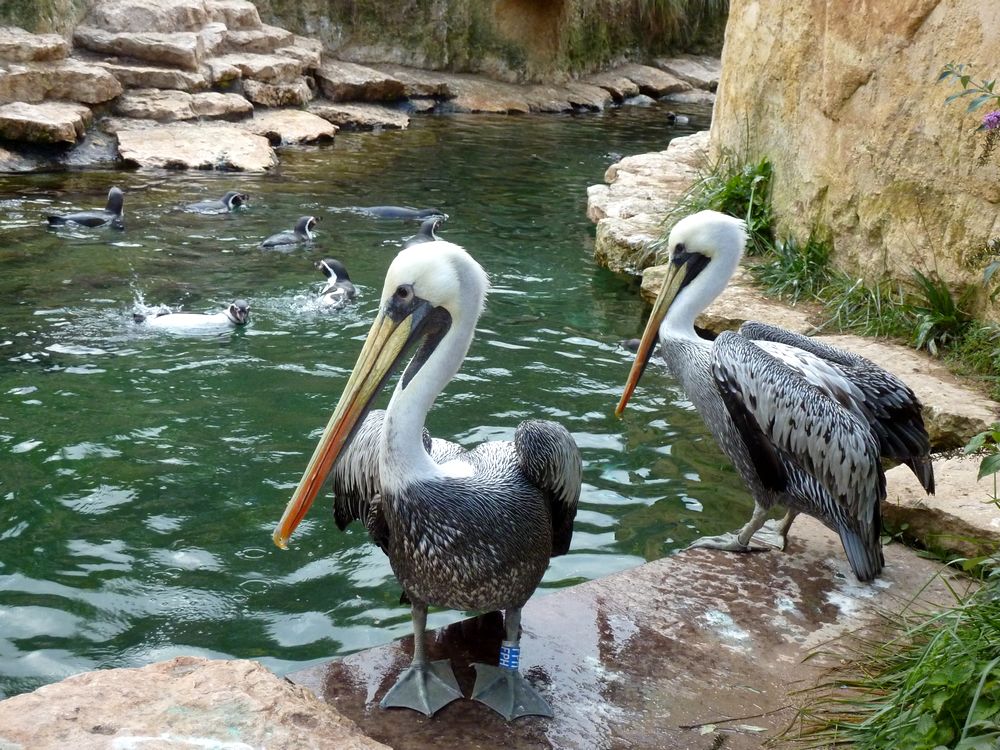 zoo Doué la Fontaine 20.JPG