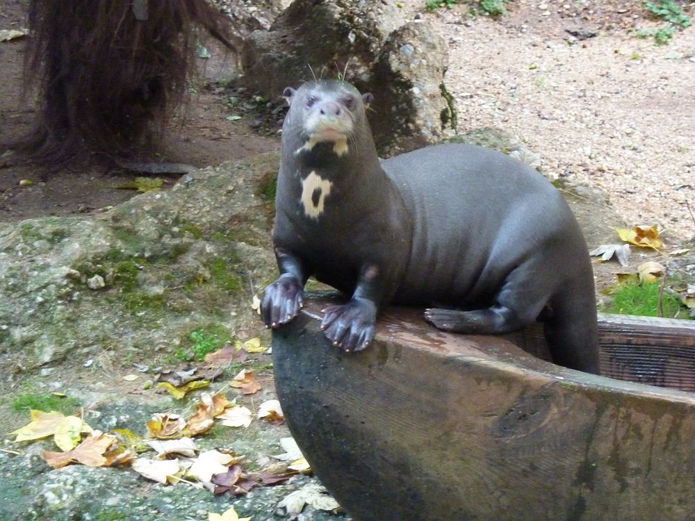 zoo Doué la Fontaine 28.JPG