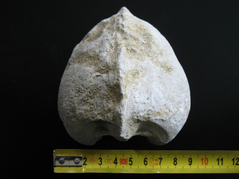 18 mai 2007 05 La Chapelle-Gonaguet.JPG