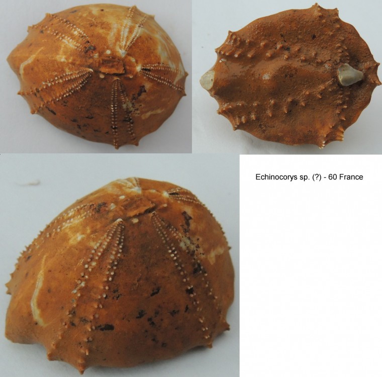 Echinocorys sp.jpg