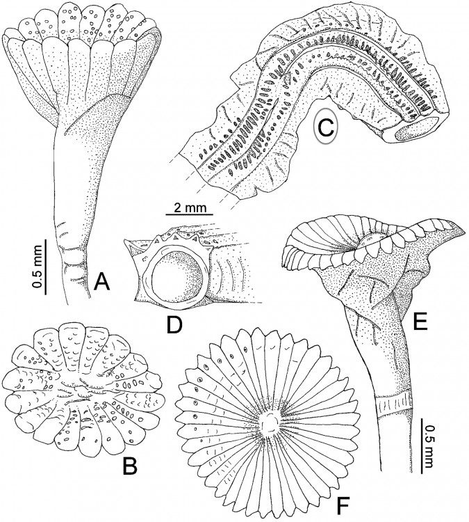 serpula.jpg