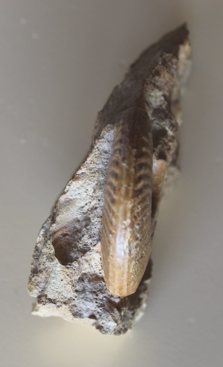 Hecticoceras sp. aff. hecticum Heinnecke, 1818 3.JPG