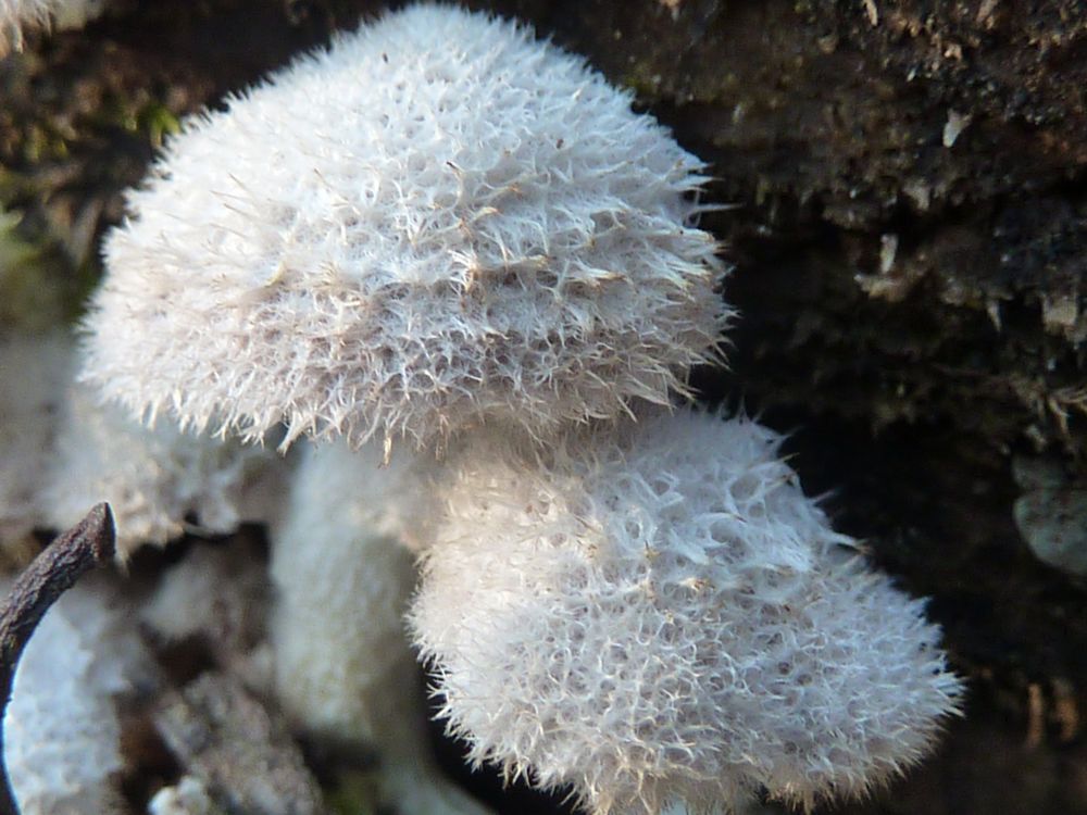 Schizophyllum commune 3.JPG