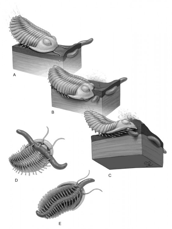 Rusophycus_Predation-2015_Selly-Huntley-Shelton-et-Schiffbauer.jpg